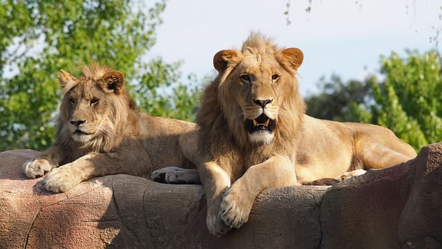 Tavarekoppa Lion Safari And Tiger Reserve Shimoga Karnataka