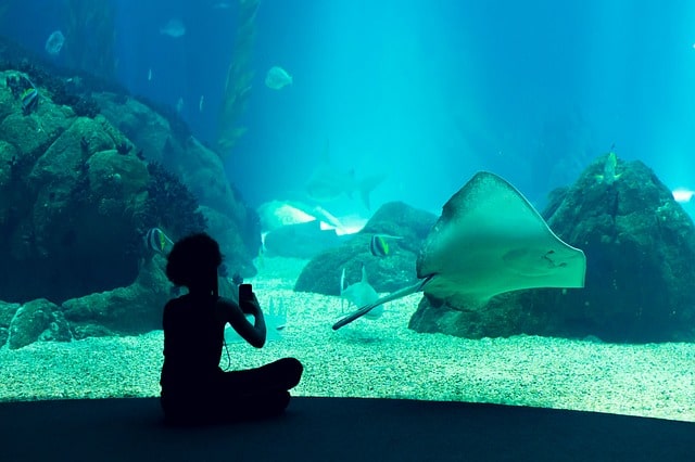 Marine Habitat At Atlantis Paradise Island In The Bahamas Vacation