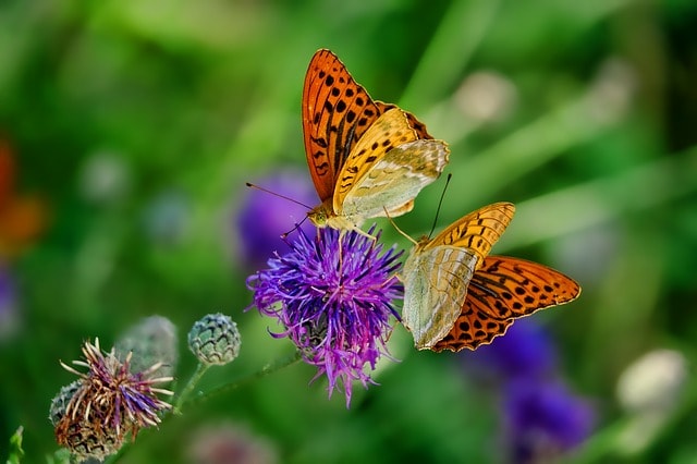 Things To Do In Cozumel Mexico: Patas & Alas Butterfly Sanctuary