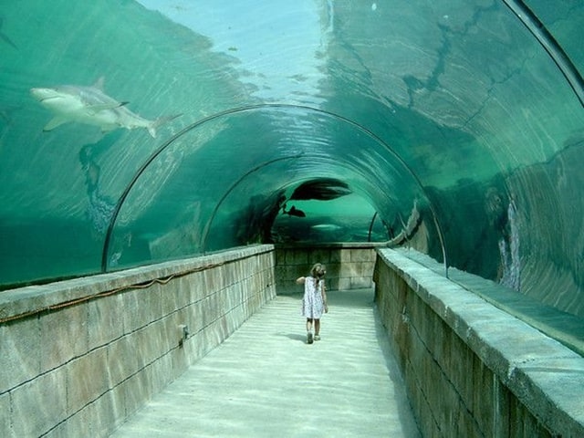 Predator Lagoon Paradise Island In The Bahamas