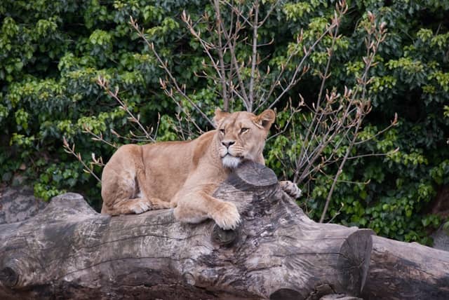 Artis Royal Zoo Amsterdam