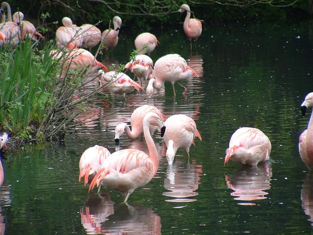 Things to do In Dublin Zoo