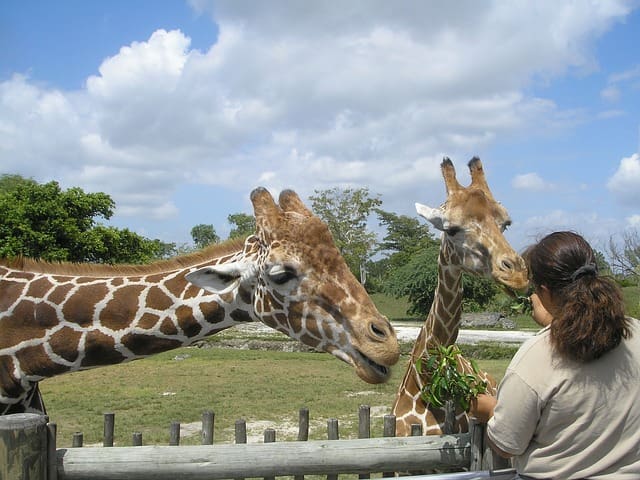 Visit The Miami Zoo