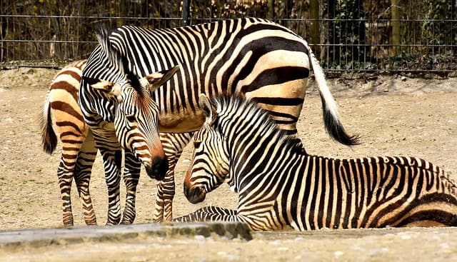 Honolulu Zoo