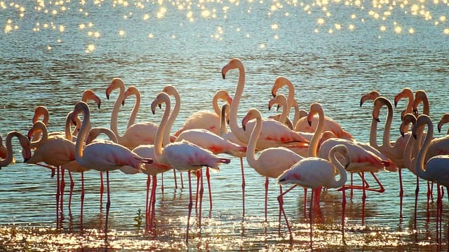 Curacao Flamingo Sanctuary