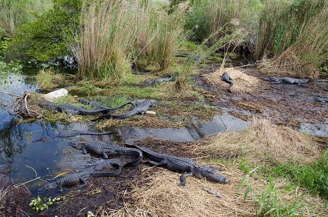 Everglades National Park Tours