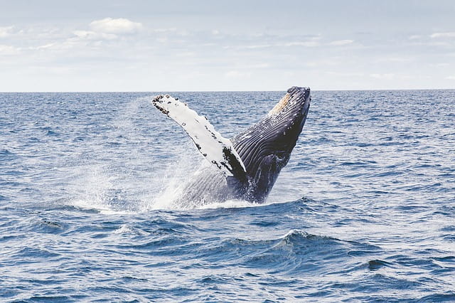 Whale Watching Season Brisbane