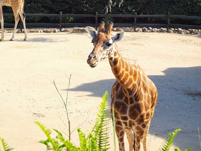 Taronga Zoo Sydney