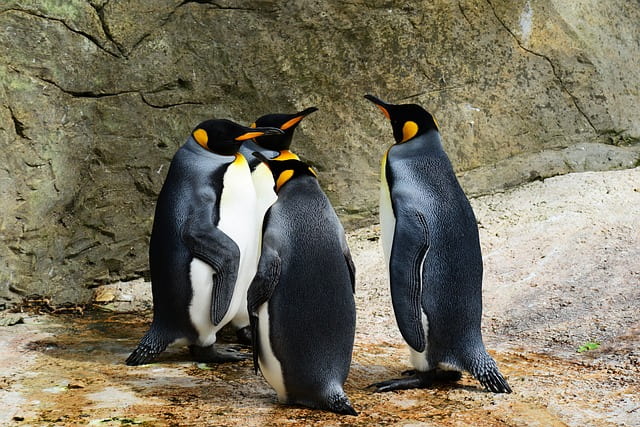 Meet The Penguins At Ski Dubai