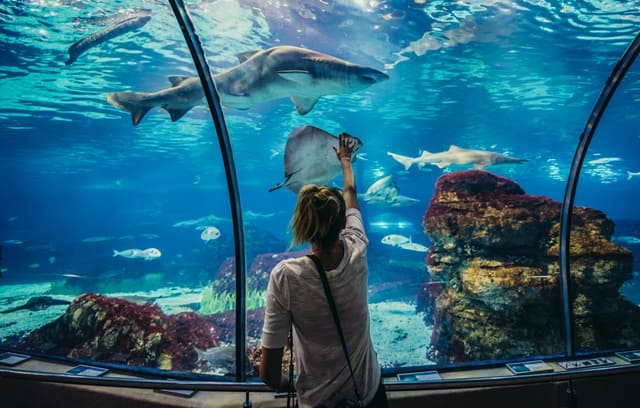 St.Gilles Aquarium