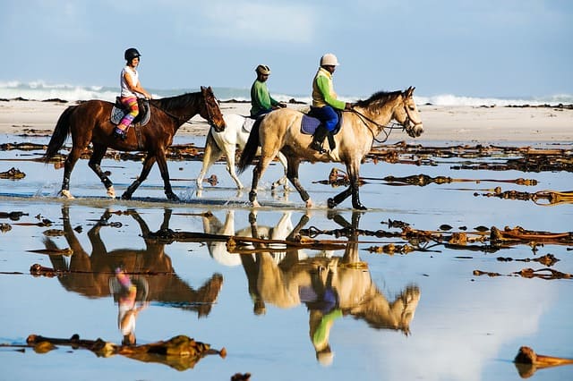 Horseback Riding In Kelly Seahorse Ranch