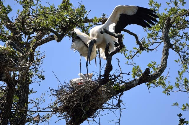 Kanwar Lake Bird Sanctuary