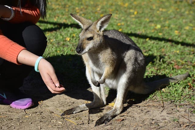 Australian Zoo