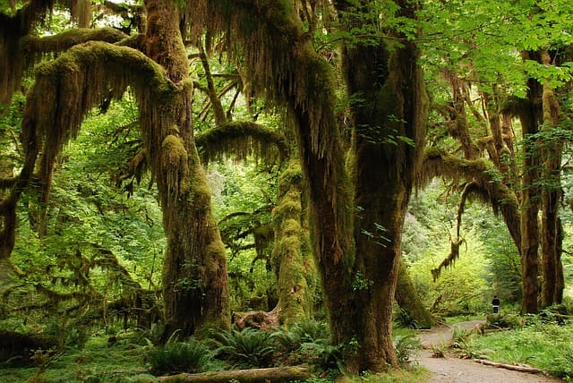 Daintree Rainforest Tour