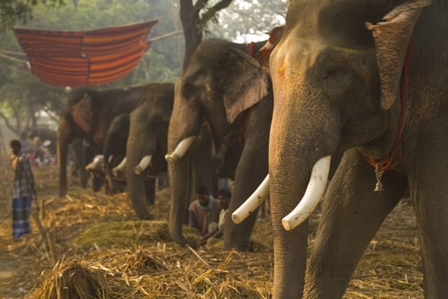 Sonepur Mela