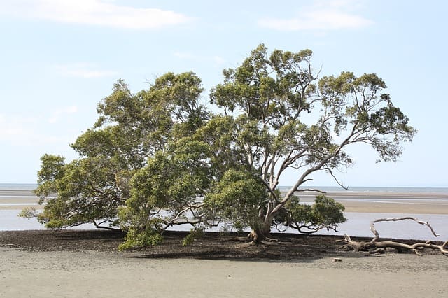 Nudgee Beach Swimming