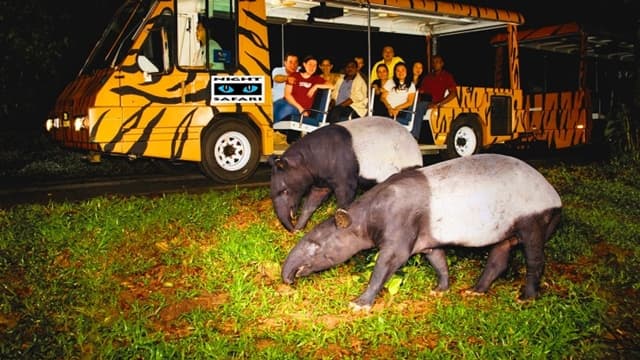 Singapore Zoo Night Safari