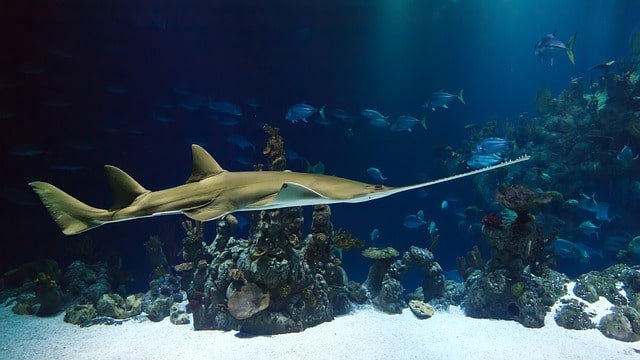 Klein Curacao Snorkeling