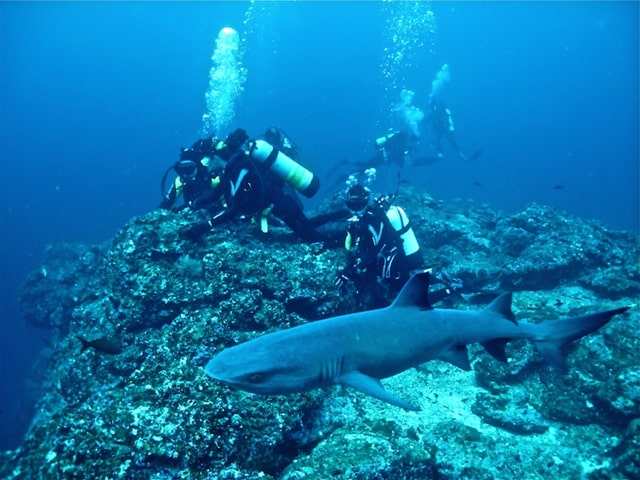 Swimming With Sharks Miami