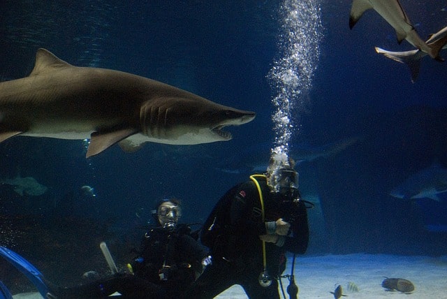 Swimming With Sharks San Diego