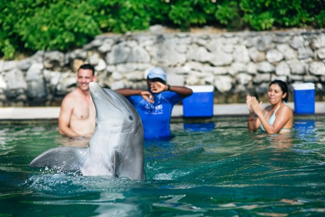 Miami Seaquarium Swim With Dolphins