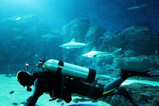 Swimming With Sharks Cancun