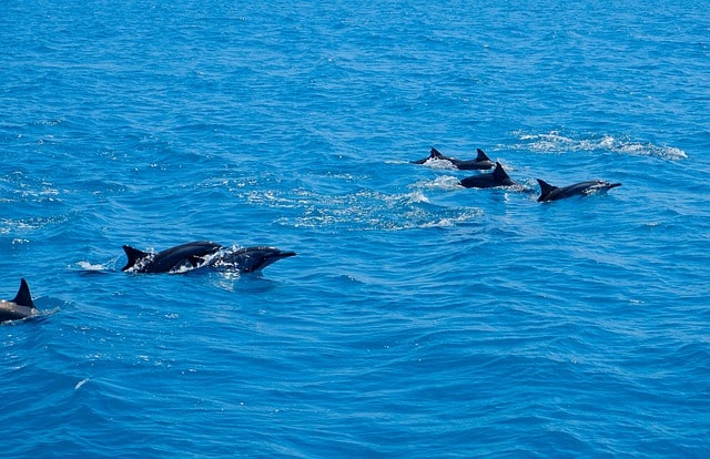 Take A Dolphin Watching Cruise