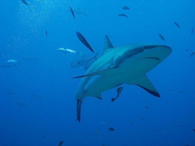 Maaya Thila, Maldives