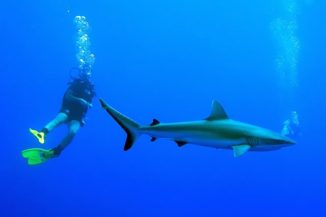 Swimming With Sharks Guadalupe, Mexico