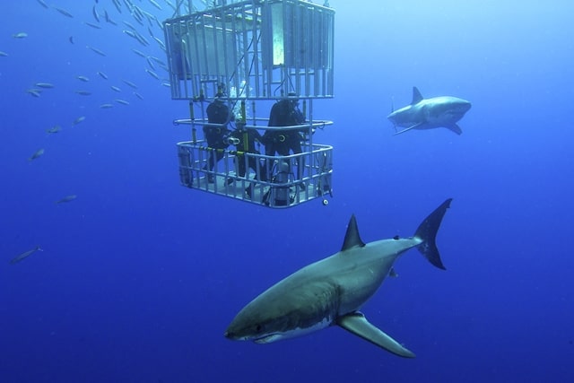 Swimming With Sharks Oahu