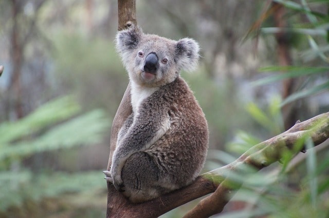 Featherdale Wildlife Park