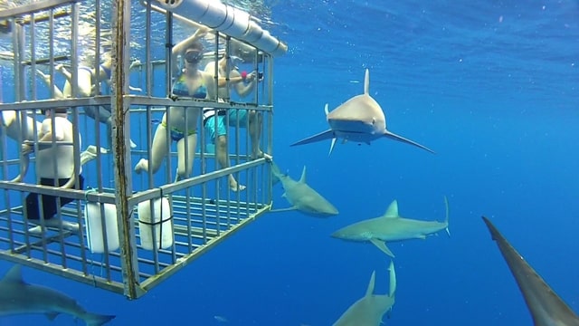 Swimming With Sharks Hawaii