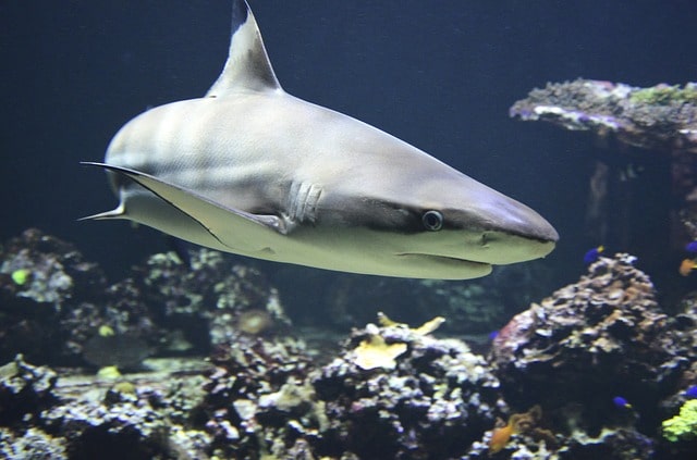 Beqa Lagoon Shark Dive Fiji