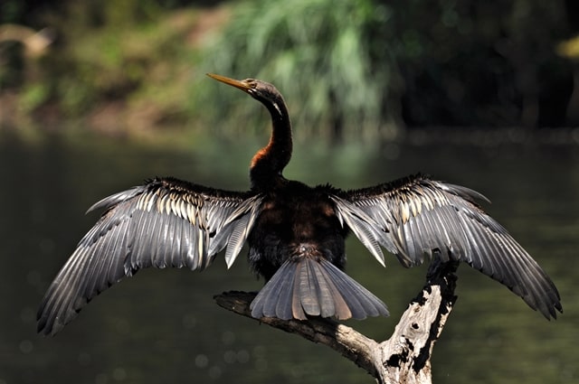 Lane Cove National Park