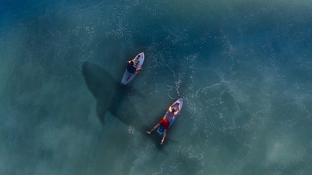 Swimming With Sharks Bora Bora