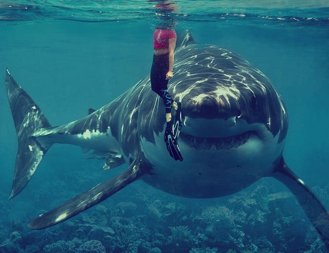 Swimming With Sharks Bahamas