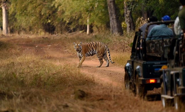 Mount Abu Wildlife Sanctuary Safari