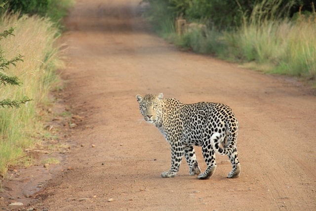 pachmarhi tour: Satpura National Park