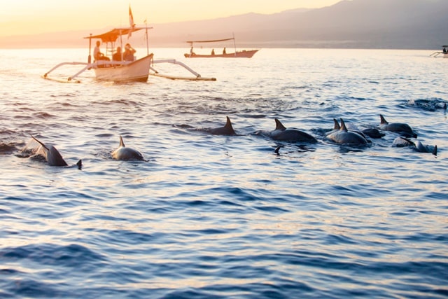 Dolphin Watching In The La Perouse Bay