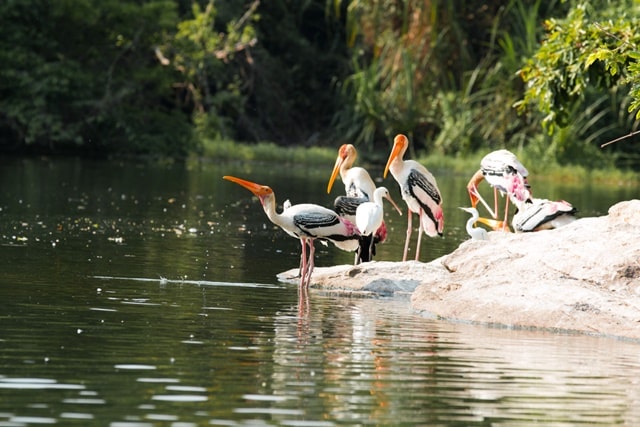 Kumarakom Bird Sanctuary