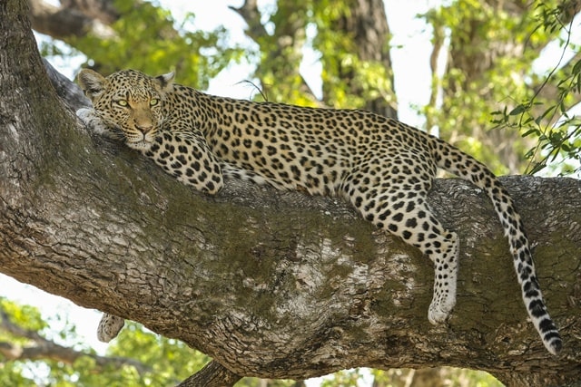 Amazing Yala National Park Facts