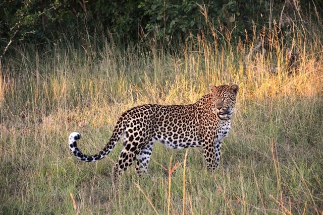 Yala National Park Tours