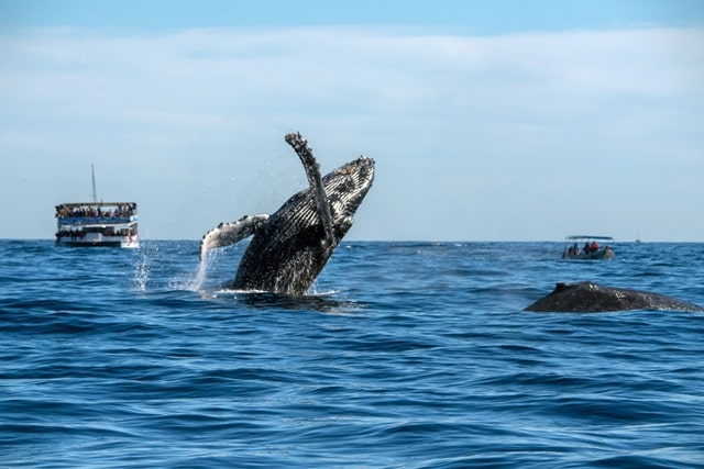 Whale Watching Maui December