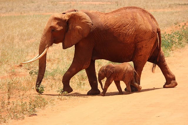 Satpura jungle safari: National Park Is Famous For Which Animal?