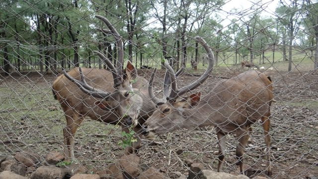 Satpura National Park Safari