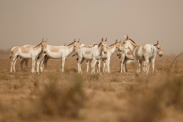 Kutch Desert Wildlife Sanctuary