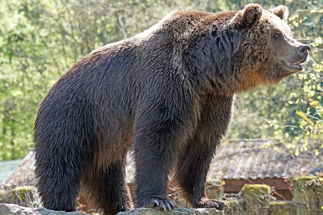 Sightseeing In Hampi Daroji Bear Sanctuary