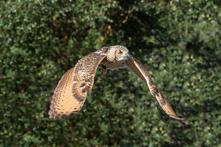 Bharatpur Bird Sanctuary