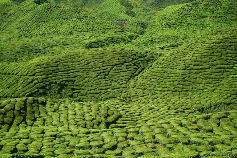  Temi Tea Garden